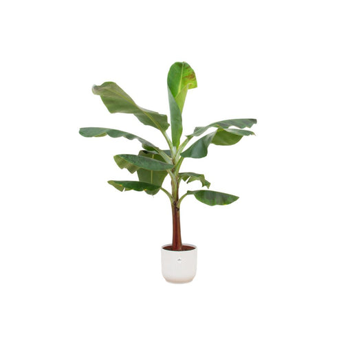 combi-deal-bananenplant-musa-inclusief-elho-vibes-fold-round-wit-o22-120-cm