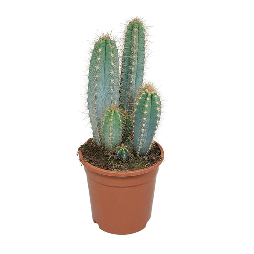 pilosocereus-azureus-17cm-zonder-pot