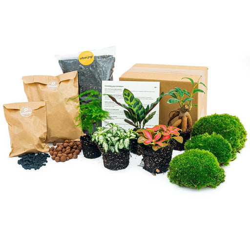 planten-terrarium-pakket-lancifolia-bonsai-asparagus-5-planten-navulling-startpakket-diy