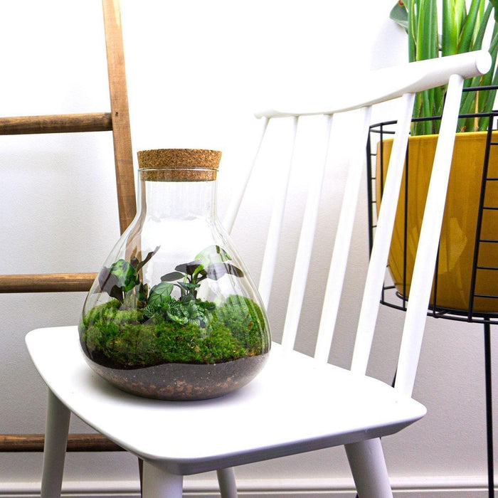 diy-terrarium-sammie-↕-27-cm