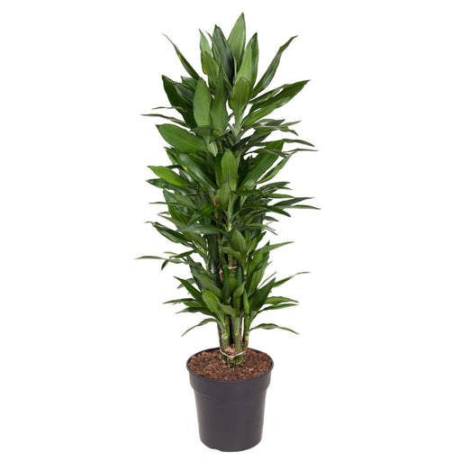 dracaena-janet-lind-vertakt-130-cm-o27