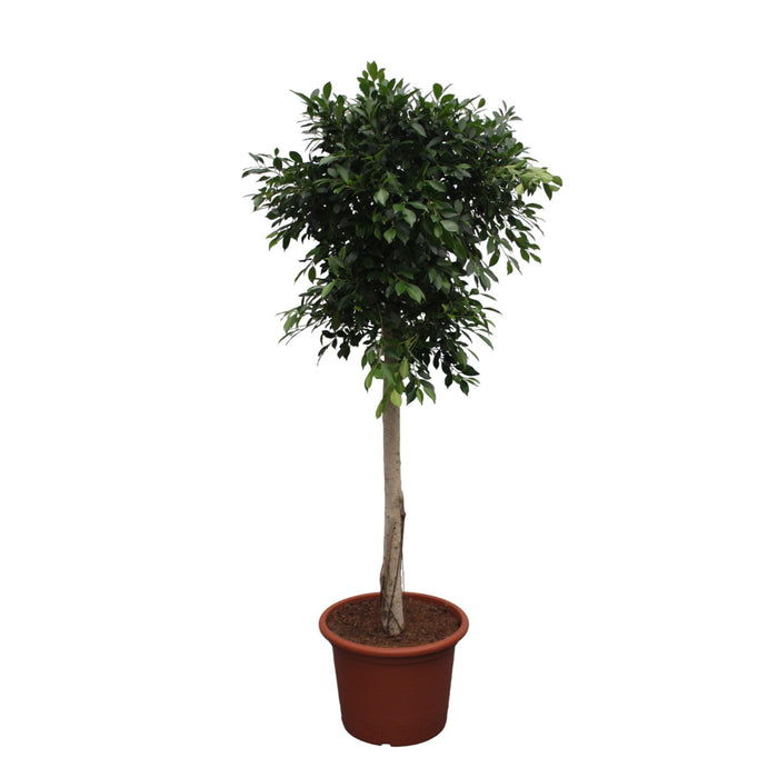 ficus-nitida-boom-250-cm-o55