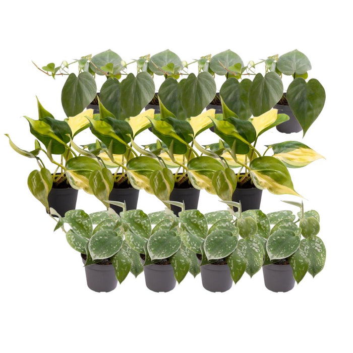 12x-philodendron-scandens-mix