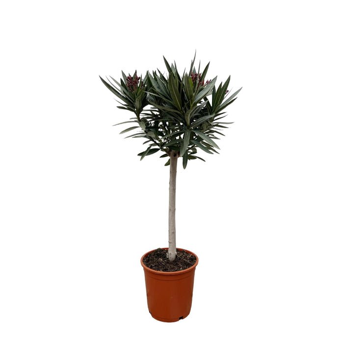 nerium-oleander-op-stam-met-roze-bloem-90cm-o30