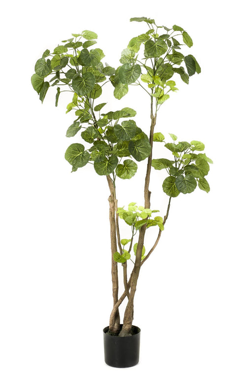 kunstplant-polyscias-aralia-140-cm