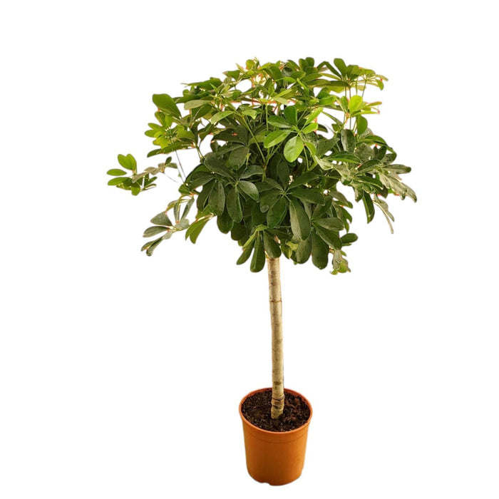 schefflera-op-stam-130-cm-o23