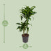 dracaena-dorado-o19cm-↕90cm