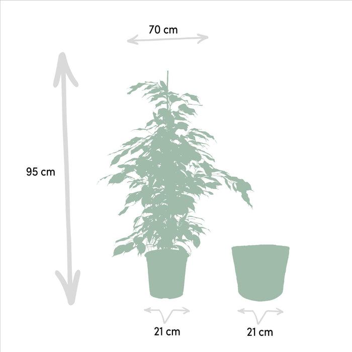 ficus-benjamina-danielle-95cm-o21cm-ficus-benjamina-twilight-95cm-o21cm-ficus-microcarpa-moclame-95cm-o21cm-incl-mand-igmar