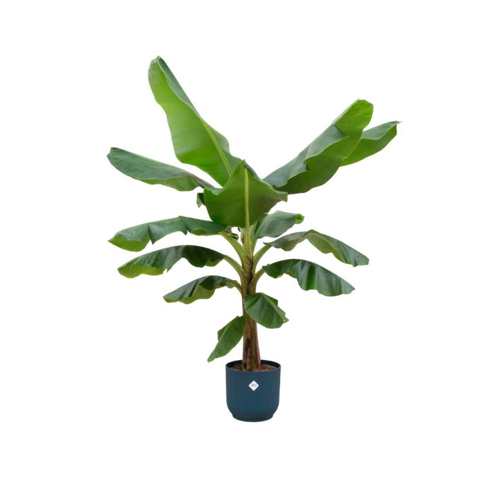 combi-deal-bananenplant-musa-inclusief-elho-vibes-fold-round-blauw-o30-180-cm