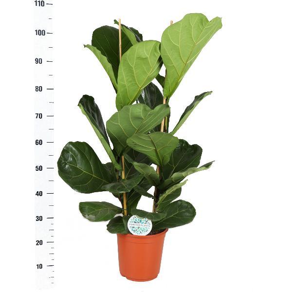 ficus-lyrata-o24cm-↕120cm-in-era-antraciet-pot