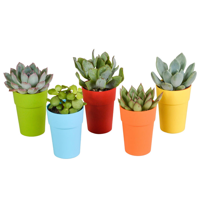 vetplanten-mix-5-5-cm-5x-in-gekleurde-plasticpot