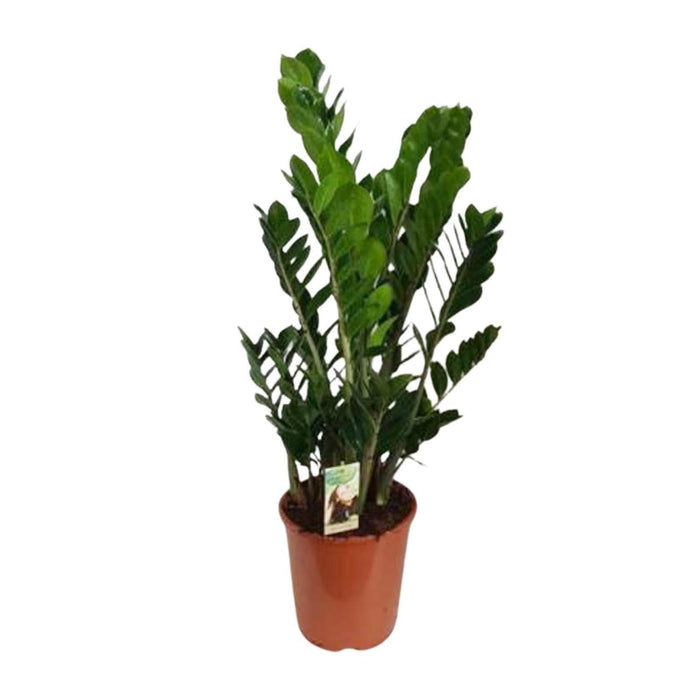 zamioculcas-zamiifolia-o27-↕100