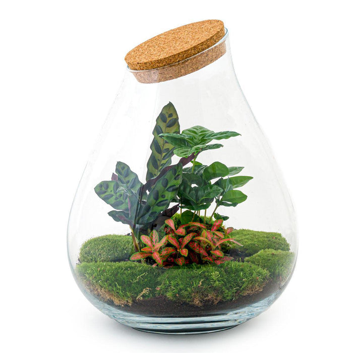 diy-terrarium-drop-xl-rood-↕-37-cm-normal