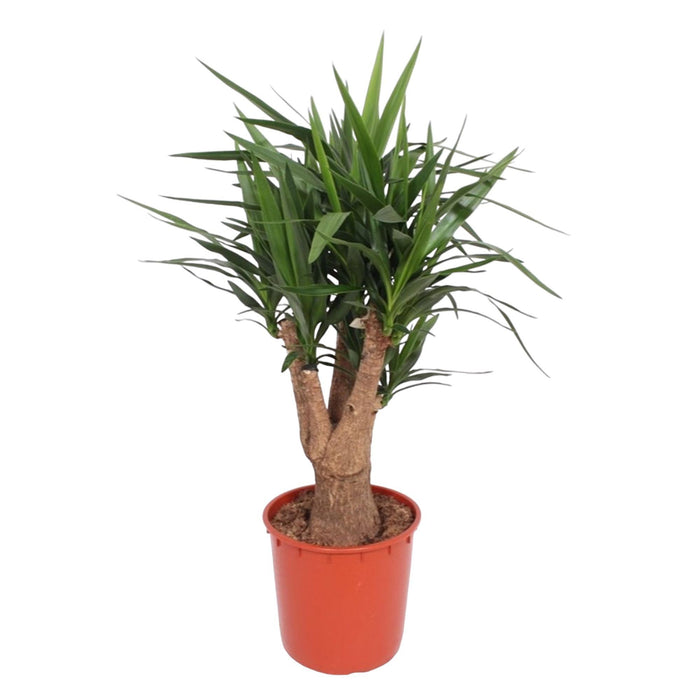 yucca-elephantipes-vertakt-140-cm-o34