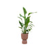 combi-deal-strelitzia-nicolai-inclusief-elho-pure-coupe-bruin-o35-200-cm