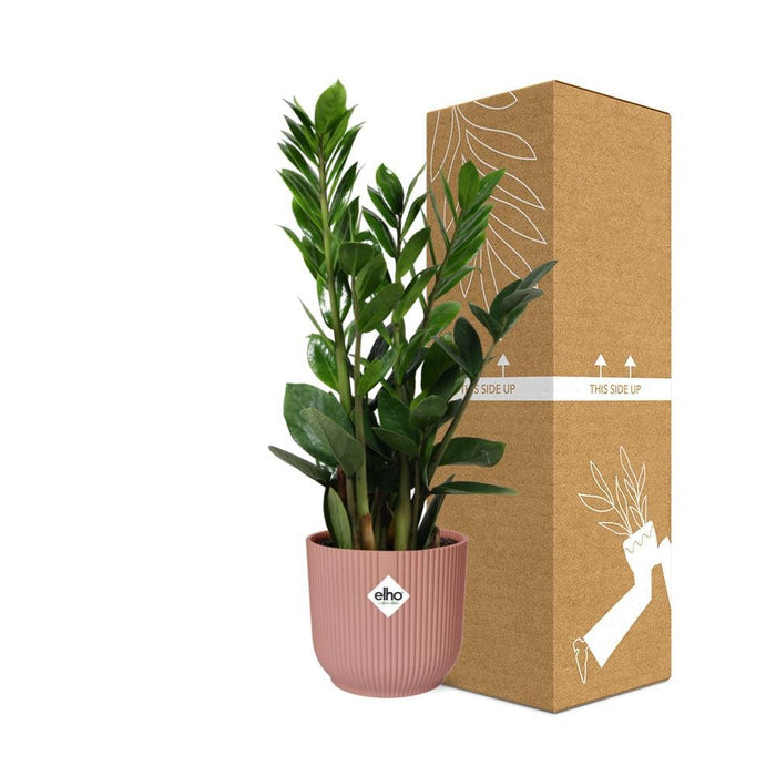 zamioculcas-hoogte-45-50-in-elho-vibes-fold-14cm-roze