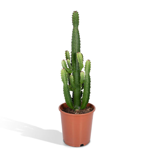 euphorbia-acrurensis-o24-60cm