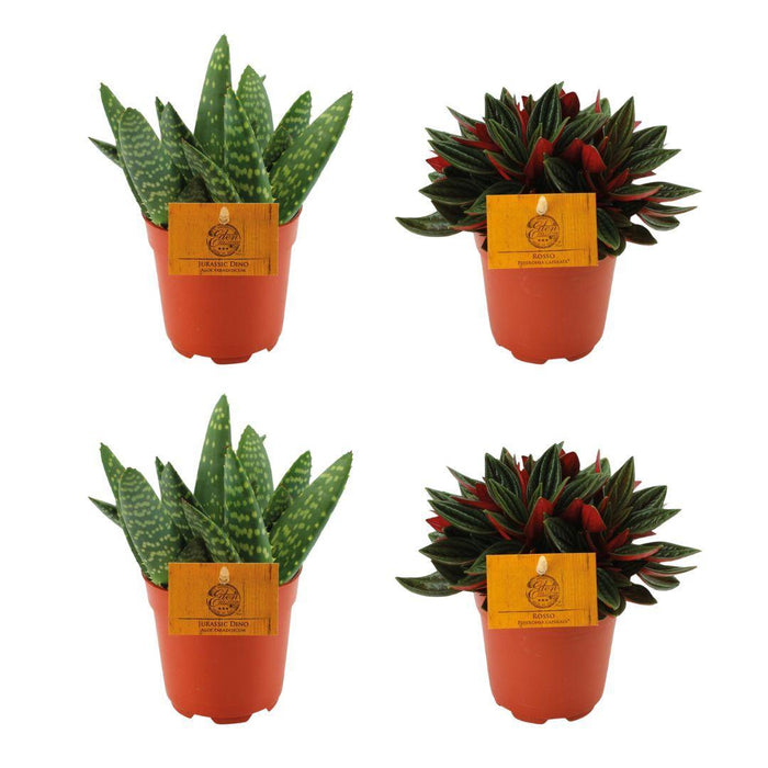 2x-aloe-paradisicum-2x-peperomia-rosso-4-stuks-o10-5cm-↕10cm