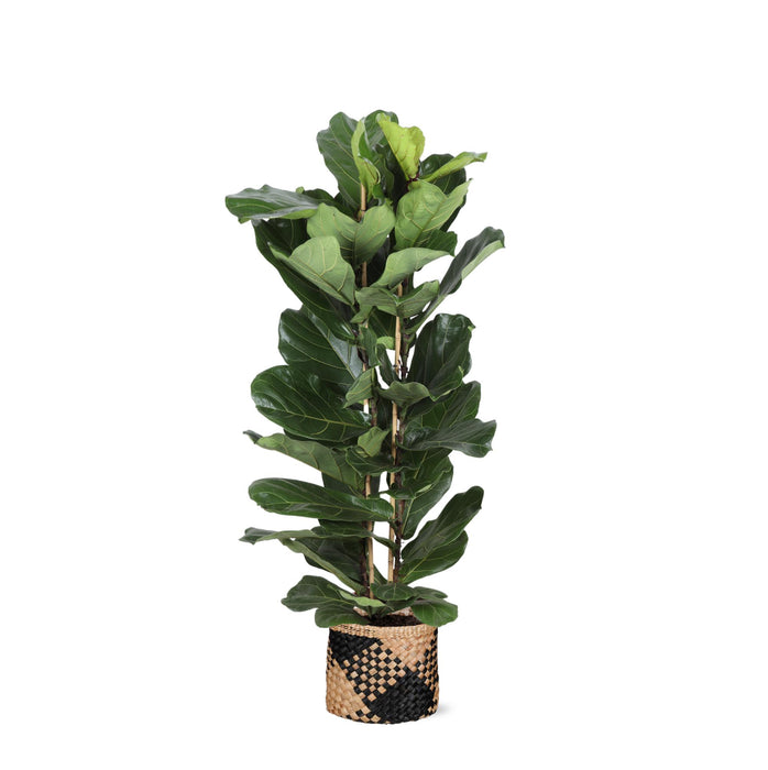 ficus-lyrata-o27cm-↕140cm-in-albury-black-print-mand