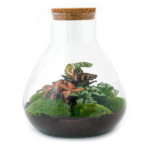 diy-terrarium-sam-xl-rood-↕-35-cm-normal