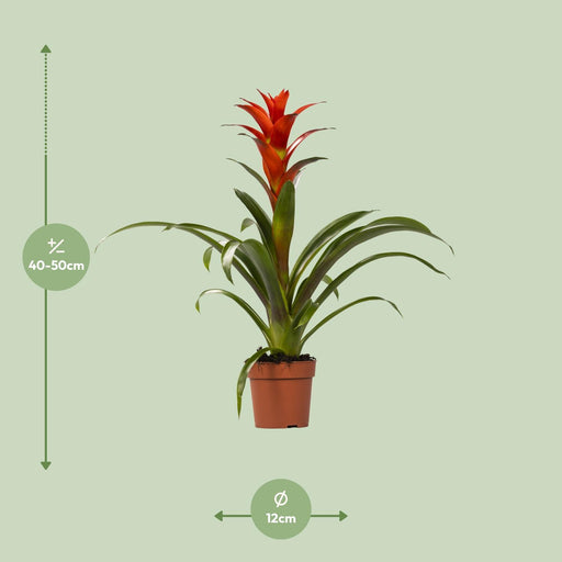 guzmania-ostara-o12cm-↕45cm