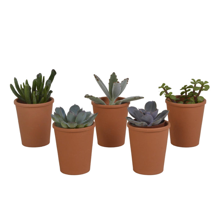 vetplanten-mix-5-5-cm-5x-in-terracotta-pot