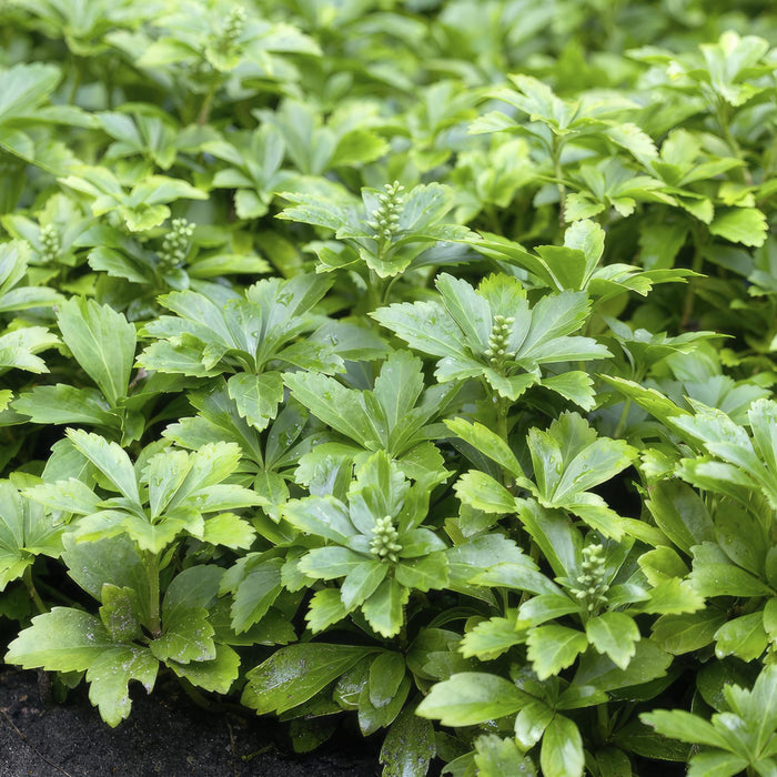 pachysandra-term-green-carpet-↕25cm-o9cm