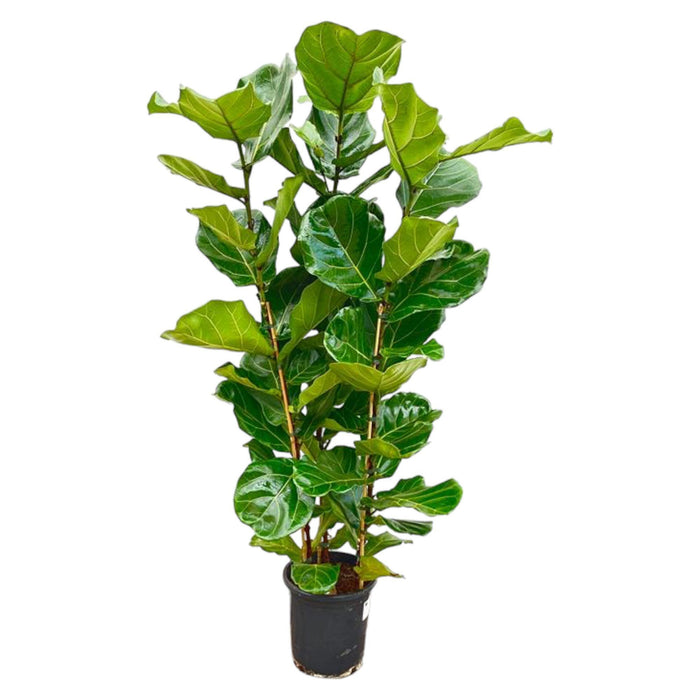 ficus-lyrata-struik-160-cm-o30