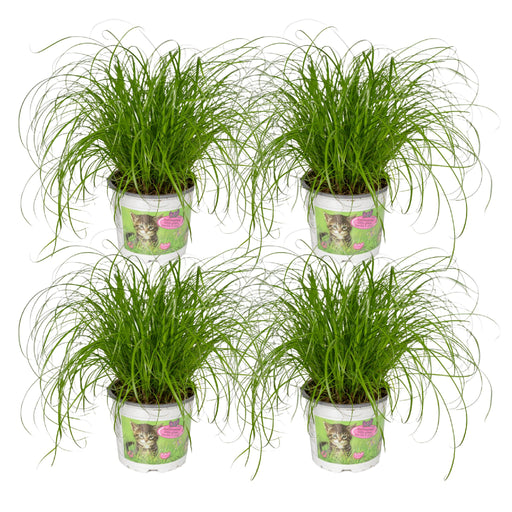 4x-cyperus-alternifolius-kattengras-20cm-o12