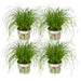 4x-cyperus-alternifolius-kattengras-20cm-o12