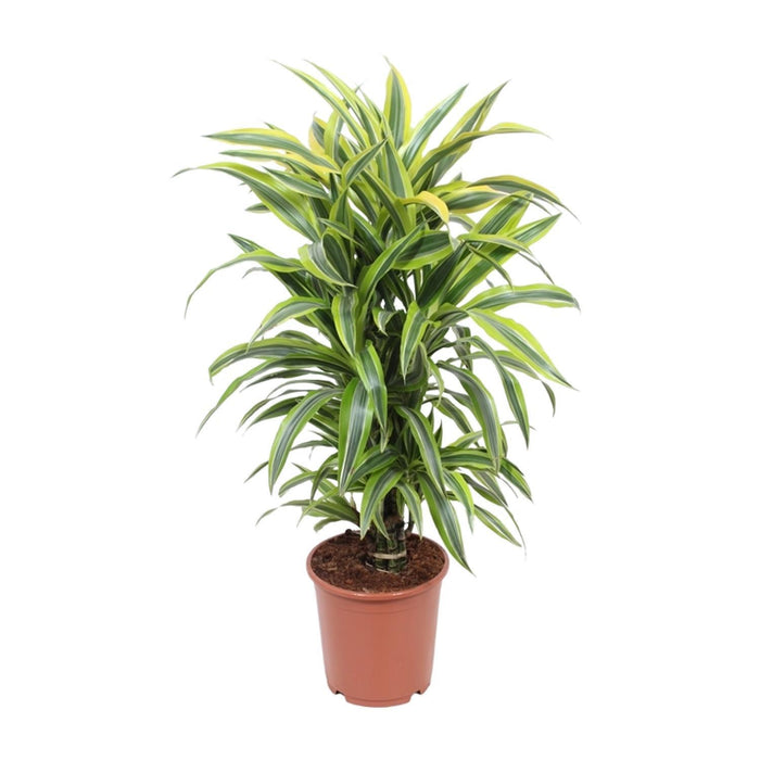 dracaena-fragrans-deremensis-grp-lemon-lime-o24cm-↕100cm