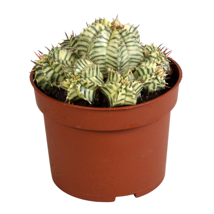 euphorbia-meloformis-variegata-clay-10-5cm-1x