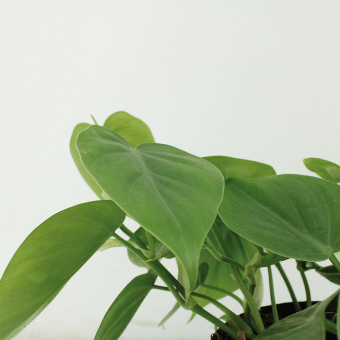 2x-philodendron-scandens-15cm-o12