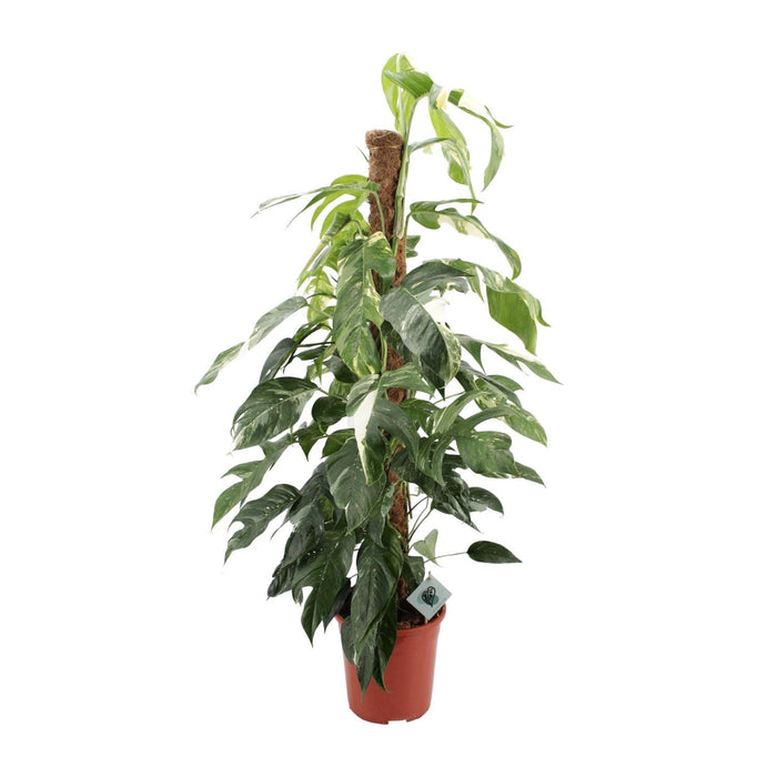 epipremnum-pinnatum-albo-variegata-o24cm-↕125cm