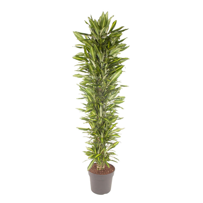 dracaena-cintho-vertakt-210-cm-o40