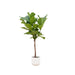 combi-deal-ficus-lyrata-op-stam-inclusief-elho-vibes-fold-round-wit-o30-170-cm