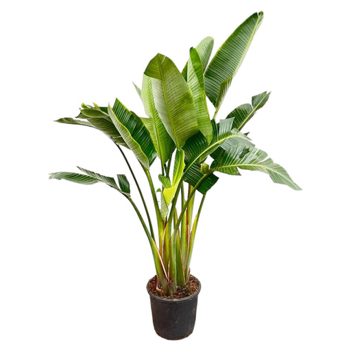 strelitzia-augusta-multi-stam-200cm-o30