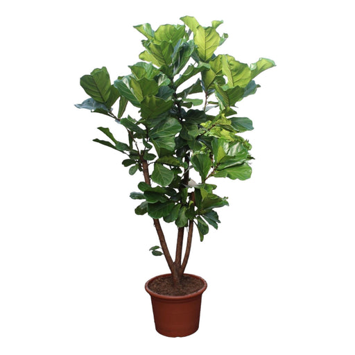 ficus-lyrata-vertakt-240-cm-o50