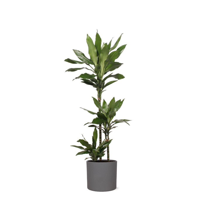 dracaena-janet-lind-o24cm-↕120cm-in-era-antraciet-pot