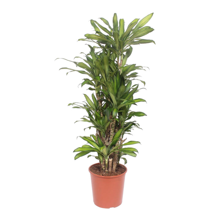 dracaena-eve-160-cm-o30