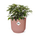 ficus-benjamina-kinky-in-elho-vibes-fold-14cm-roze