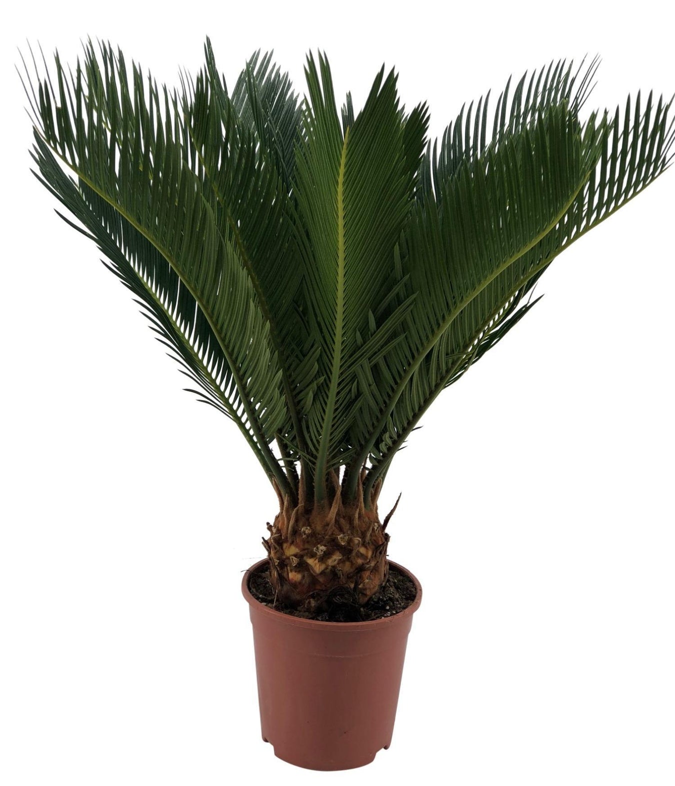 Cycas