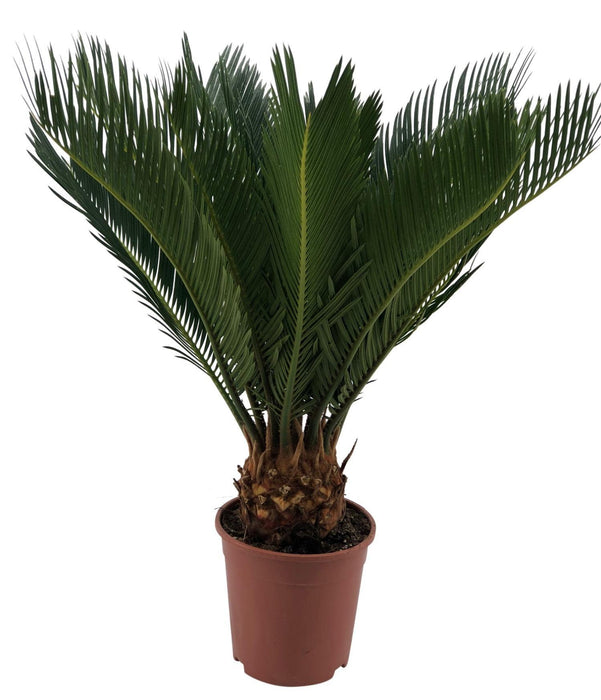 cycas-revoluta-10-blad-o12cm-↕45cm