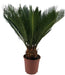 cycas-revoluta-10-blad-o12cm-↕45cm