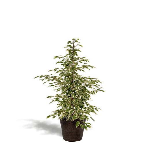 ficus-benjamina-twilight-95cm-o21cm-mand-igmar