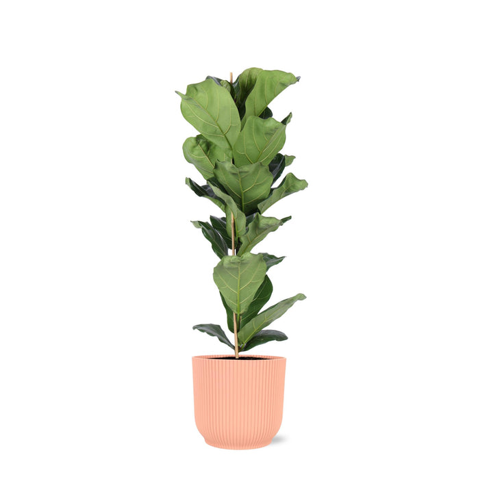 ficus-lyrata-o21cm-↕90cm-in-vibes-roze-pot