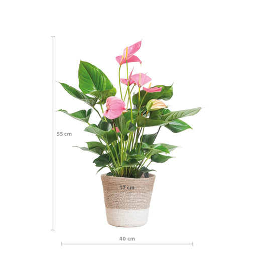 anthurium-pink-explosion-met-lissabon-mand-wit