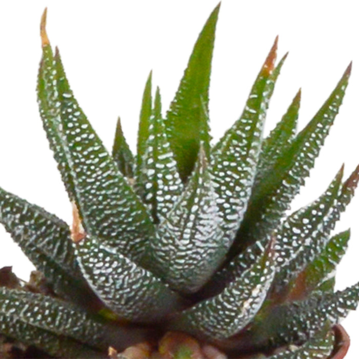 gasteria-haworthia-mix-5-5cm-5x-in-witte-pot