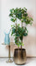 kunstplant-polyscias-aralia-160-cm