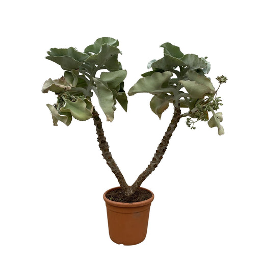 kalanchoe-beharhensis-multi-stam-150-cm-o30